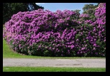 Crathes Castle -29-05-2014 - Bogdan Balaban
